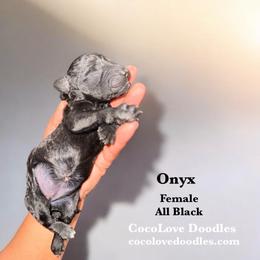 Onyx - Black female Goldendoodle puppy in Glendale, Arizona from CocoLove Doodles