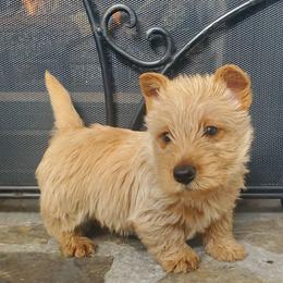 Bentley... READY TO GO - Wheaten male Scottish Terrier puppy in Crossville, Tennessee from Cavern Kennels