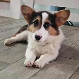 Sprout - Pembroke Welsh Corgi