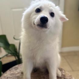 Henry - White male American Eskimo Dog puppy in Hesperia, California from Bella's American Eskimos