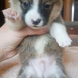Stetson - Sable male Pembroke Welsh Corgi puppy in Checotah, Oklahoma from Skoal Creek Corgi's