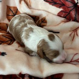 Bristol - Tri-color female Cavapoo puppy in Cedar City, Utah from Pearson's Poodles