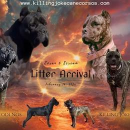 Cane Corso puppies from Killing Joke Kennels