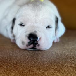 Male picking spot 5 (of 5 males) - White and black male Dalmatian puppy in Hawkins, Texas from Snow Dalmatians