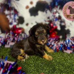 Woody - Liver male Miniature Schnauzer puppy in Edinburg, Texas from Forever Schnauzers