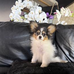 AKC Venus - White black and tan female Papillon puppy in Show Low, Arizona from Coppertone Papillons