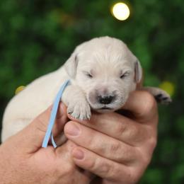 Bentley - Light golden male Golden Retriever puppy in Payette, Idaho from Stonewick Retrievers