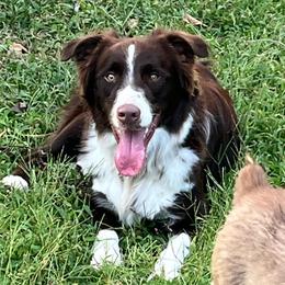 Jack - Red tri male Miniature Australian Shepherd puppy in Alabama from SBA Aussies