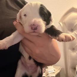 Rus - Black and white male Old English Sheepdog puppy in Acton, California from Fab OES