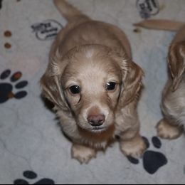 Dachshund Puppies from Boothe’s Dachshunds