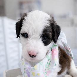Trinity - Brown and white female Sheepadoodle puppy in Rocky Point, North Carolina from CelticDoods