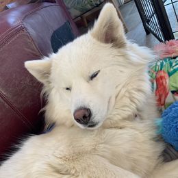 Blizzi - Siberian Husky