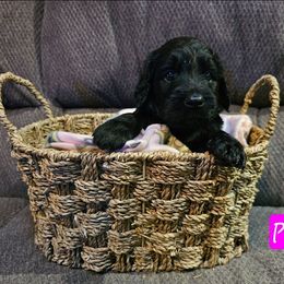 Pink - Black female Goldendoodle puppy in Stevens Point, Wisconsin from Dogs of Dewey Acres