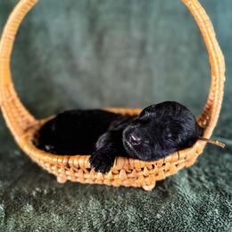 Lasso - Black male Labradoodle puppy in Elizabeth City, North Carolina from Howdy Doodles