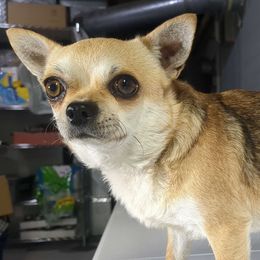 Mercedes - Chihuahua