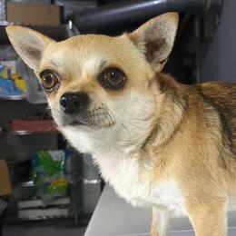 Mercedes - Chihuahua