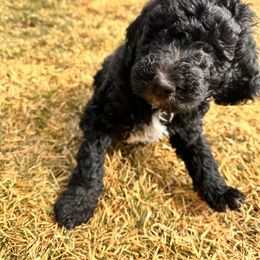 Goldendoodle Puppies from AZ Stickerdoodles