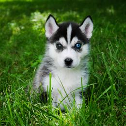 Siberian Husky Puppies from The Siberian Empire