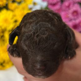 Sweet Pea - Brown female Lagotto Romagnolo puppy in Micanopy, Florida from Fortuna Farms
