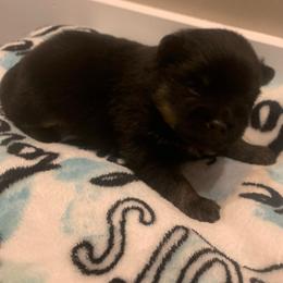 Black and tan - Black and tan male Pomeranian puppy in Gadsden, Alabama from Rich Cat’s