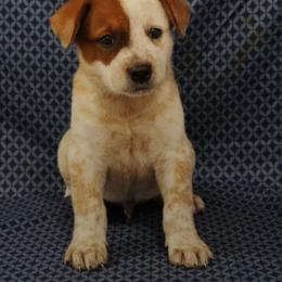 Flame - Red mottled male Australian Cattle Dog puppy in Danville, Arkansas from 4 Hills Cattle Dogs
