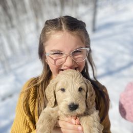 Goldendoodle Puppies from Lakeside Doodles MN