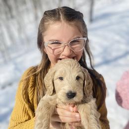 Goldendoodle Puppies from Lakeside Doodles MN