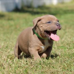 Micah - Blue fawn male American Bully puppy in Easton, Maryland from Night Court Bullies