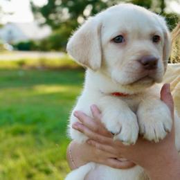Orange Collar - Yellow female Labrador Retriever puppy in Archer Lodge, North Carolina from Archer Lodge Labradors