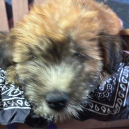 Zeke - Wheaten male Soft Coated Wheaten Terrier puppy in Gladewater, Texas from Felicias Swheaties