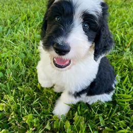 Delta - Black and white female Sheepadoodle puppy in Pataskala And Thornville, Ohio from Four Front Doodles - Pataskala