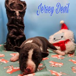 Jersey Devil (JD) - Black and white male Rat Terrier puppy in Lynn, Alabama from Cryptic Rat Terriers