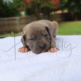 Amethyst - Blue brindle female Great Dane puppy in Denison, Texas from Hundeity Great Danes