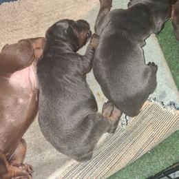 Doberman Pinscher Puppies from Dove's K9 Academy