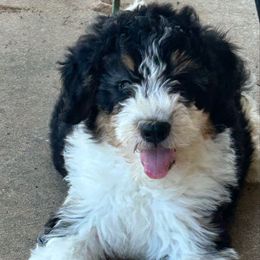 Alanis - Tri-color female Bernedoodle puppy in San Saba, Texas from Bluemoon Bernedoodles