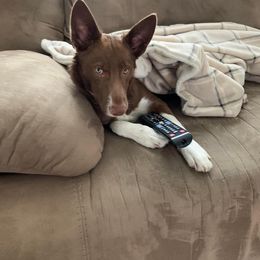 Border Collie Puppies from By Design Farm