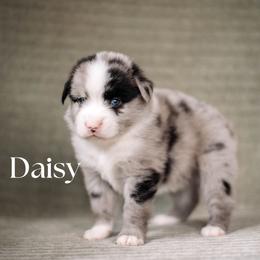 DAISY - Blue merle female Miniature American Shepherd puppy in Puyallup, Washington from FERGI’S GEMINI MAS