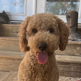Ruby - Goldendoodle