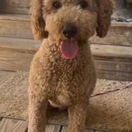 Ruby - Goldendoodle