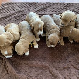 Cockapoo Puppies from ApplebyFarm