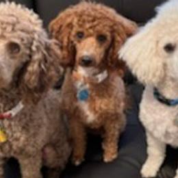 Poodles from Pearson's Poodles