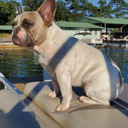 French Bulldogs from Hill's Fabulous Frenchies