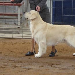 Golden Retriever All Grown Up from Barafields Golden Retrievers