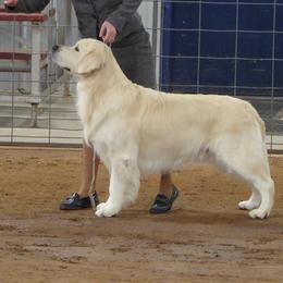 Golden Retriever All Grown Up from Barafields Golden Retrievers