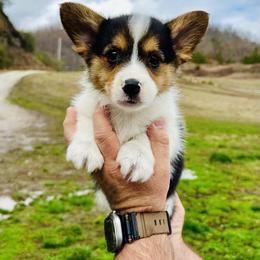 Puck - Black and tan male Pembroke Welsh Corgi puppy in Manchester, Kentucky from Riverside Corgis