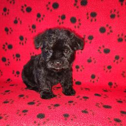 Lucas - Black male Yorkipoo puppy in Lapeer, Michigan from Puppy Kisses