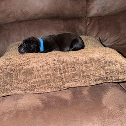 Male 1 - Black male Cane Corso puppy in Jasper, Alabama from C&M Cane Corso