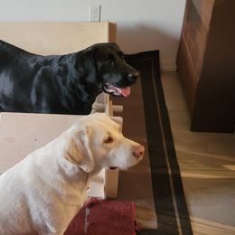 Labrador Retriever Puppies from PSJ Puppies, Holistic Pet Foods