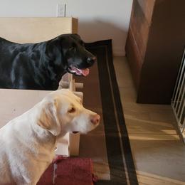 Labrador Retriever Puppies from PSJ Puppies, Holistic Pet Foods