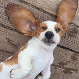 Basset Hound and Pembroke Welsh Corgi Puppies from Solo Spur Ranch